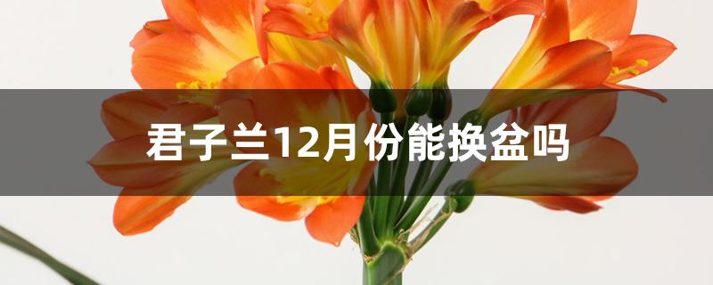 君子兰12月份能换盆吗