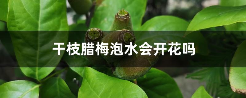 干枝腊梅泡水会开花吗 干枝腊梅泡水会开花吗