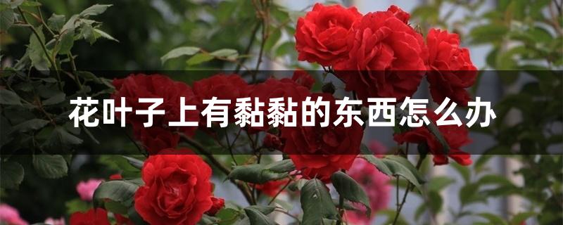 花叶子上有黏黏的东西怎么办