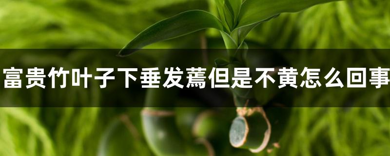 富贵竹叶子下垂发蔫但是不黄怎么回事