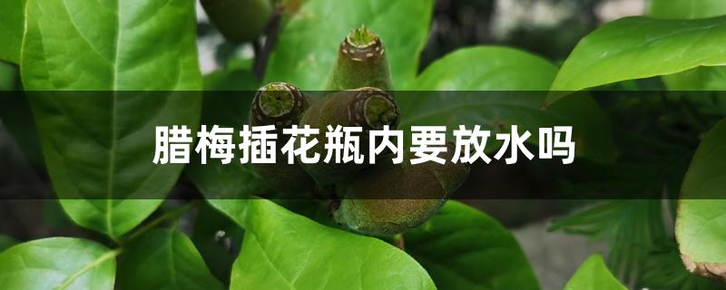腊梅插花瓶内要放水吗