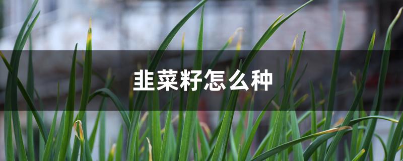 韭菜籽怎么种 韭菜籽怎么种