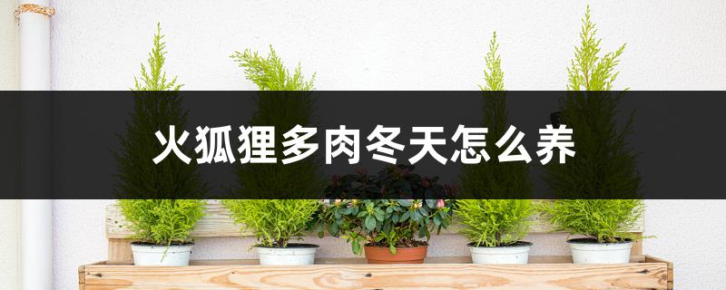 火狐狸多肉冬天怎么养 火狐狸多肉冬天怎么养
