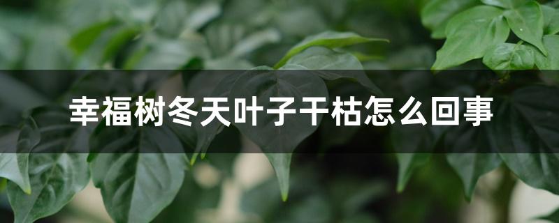 幸福树冬天叶子干枯怎么回事