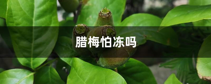 腊梅怕冻吗