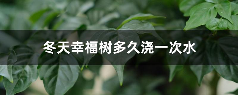 冬天幸福树多久浇一次水