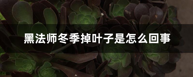 黑法师冬季掉叶子是怎么回事