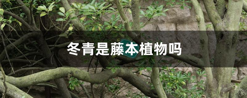 冬青是藤本植物吗