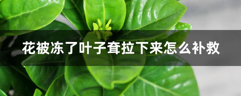 花被冻了叶子耷拉下来怎么补救