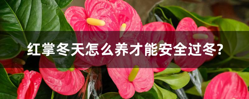 红掌冬天怎么养才能安全过冬?