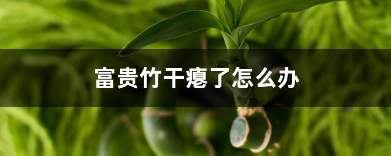 富贵竹干瘪了怎么办