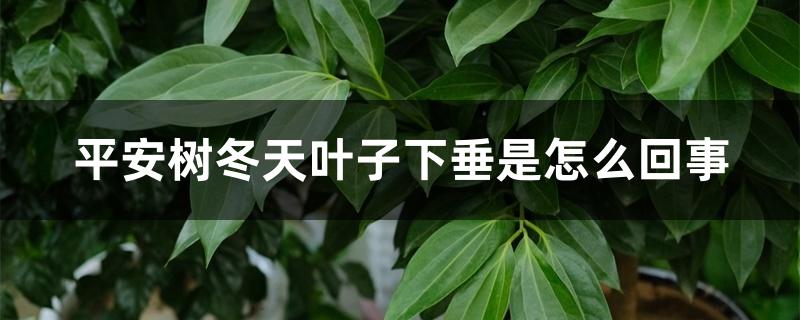 平安树冬天叶子下垂是怎么回事