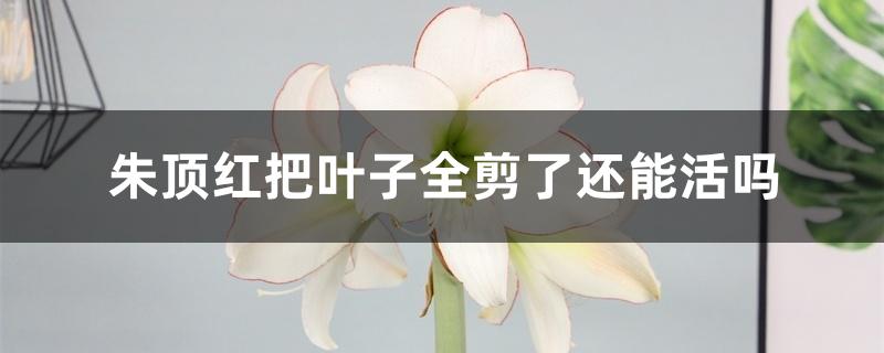 朱顶红把叶子全剪了还能活吗