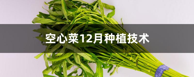 空心菜12月种植技术