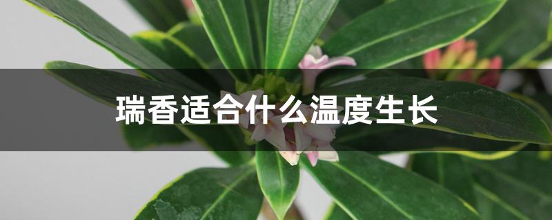 瑞香适合什么温度生长