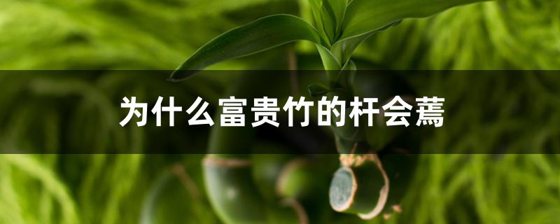 为什么富贵竹的杆会蔫