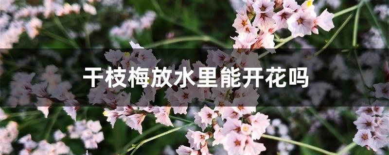 干枝梅放水里能开花吗