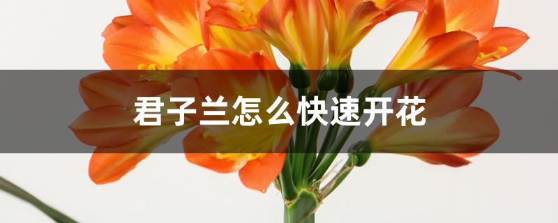 君子兰怎么快速开花