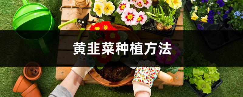 黄韭菜种植方法