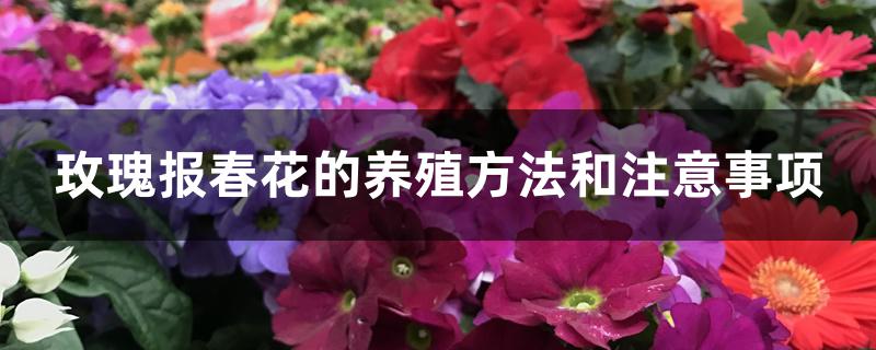 玫瑰报春花的养殖方法和注意事项