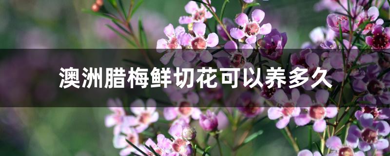 澳洲腊梅鲜切花可以养多久