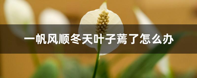 一帆风顺冬天叶子蔫了怎么办 一帆风顺冬天叶子蔫了怎么办