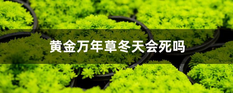 黄金万年草冬天会死吗