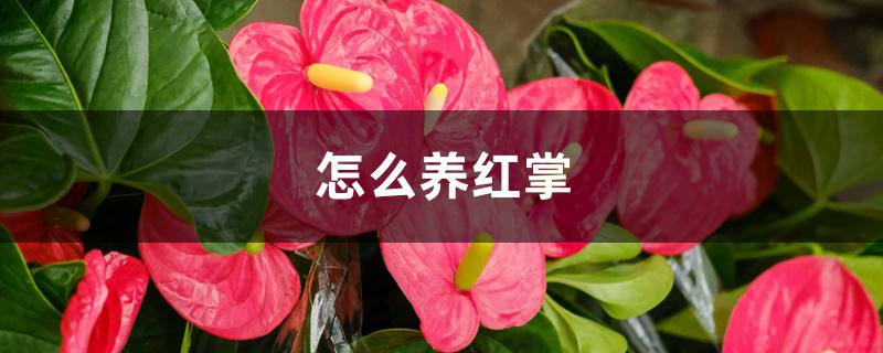 怎么养红掌