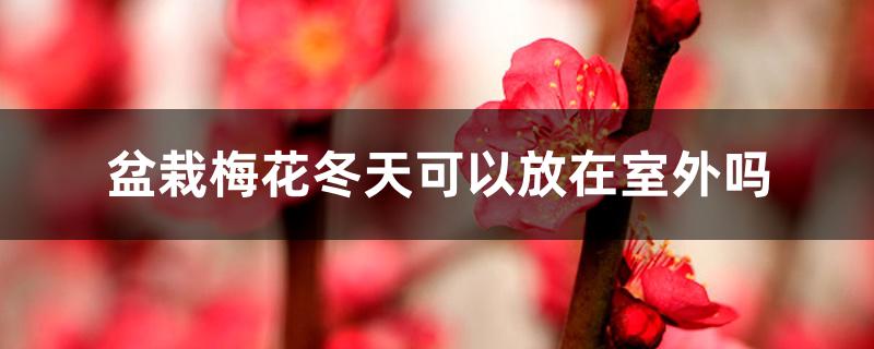 盆栽梅花冬天可以放在室外吗