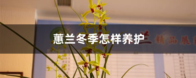 蕙兰冬季怎样养护