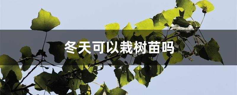 冬天可以栽树苗吗