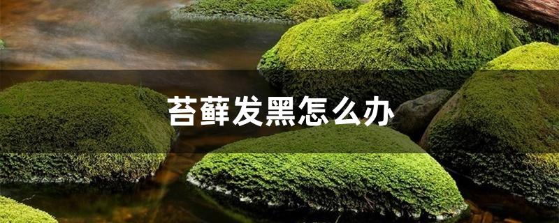 苔藓发黑怎么办