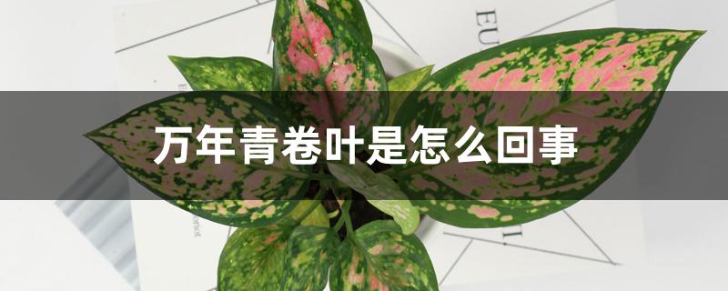 万年青卷叶是怎么回事