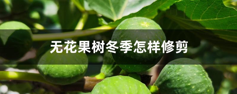 无花果树冬季怎样修剪