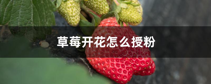 草莓开花怎么授粉