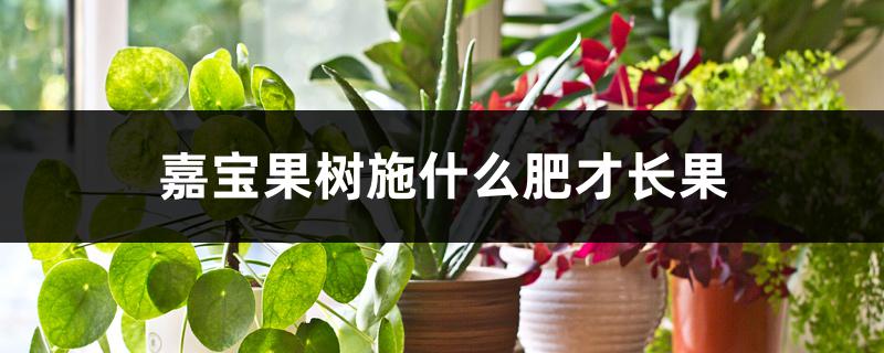 嘉宝果树施什么肥才长果