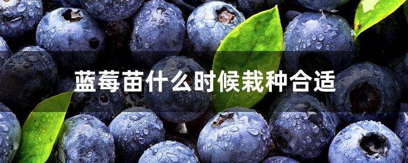 蓝莓苗什么时候栽种合适