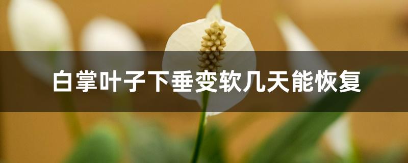白掌叶子下垂变软几天能恢复