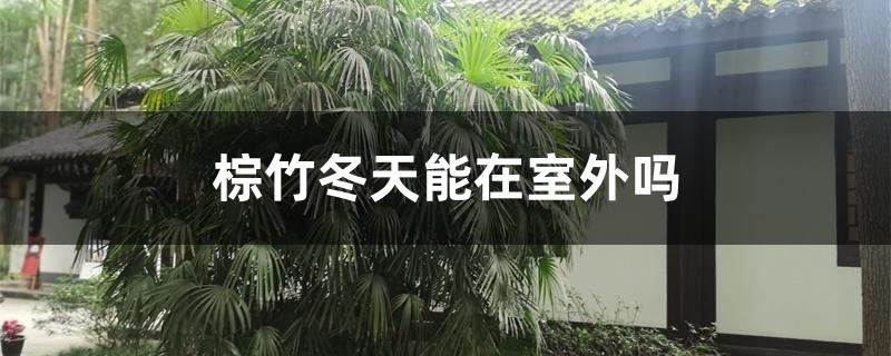 棕竹冬天能在室外吗