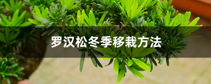 罗汉松冬季移栽方法 罗汉松冬季移栽方法