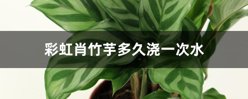 彩虹肖竹芋多久浇一次水