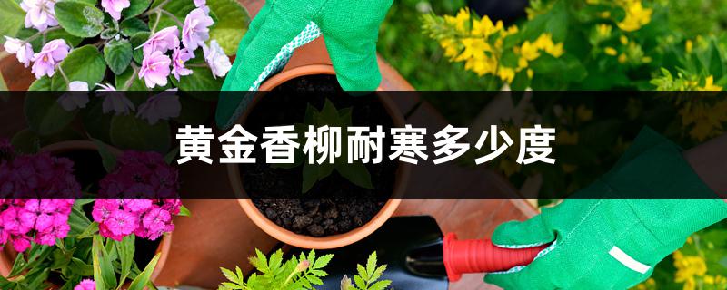 黄金香柳耐寒多少度 黄金香柳耐寒多少度