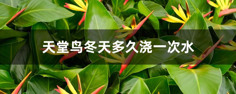天堂鸟冬天多久浇一次水 天堂鸟冬天多久浇一次水