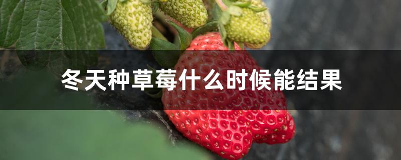 冬天种草莓什么时候能结果