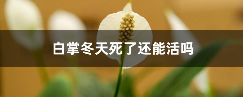 白掌冬天死了还能活吗