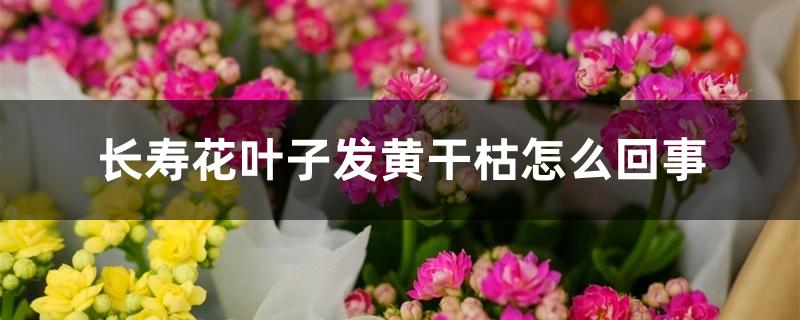 长寿花叶子发黄干枯怎么回事