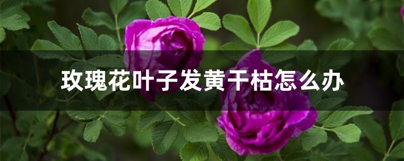 玫瑰花叶子发黄干枯怎么办