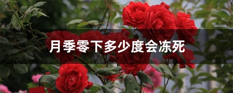 月季零下多少度会冻死