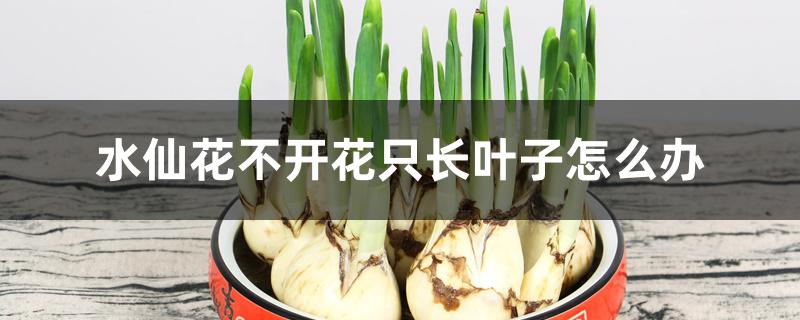 水仙花不开花只长叶子怎么办