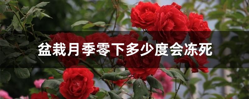 盆栽月季零下多少度会冻死